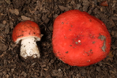 Russula pusilla