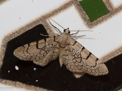 Eupithecia venosata