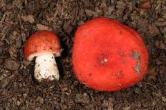 Russula pusilla
