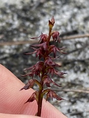 Genoplesium filiforme