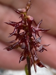 Genoplesium filiforme