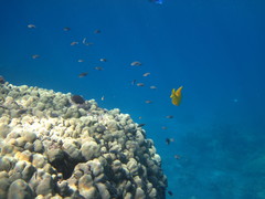 Pycnochromis vanderbilti