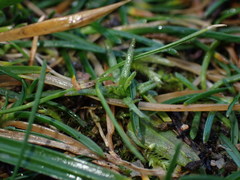 Triphysaria versicolor versicolor