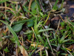 Triphysaria versicolor versicolor