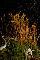 Tetraplodon paradoxus