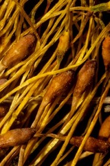 Tetraplodon paradoxus