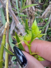 Epidendrum montispichinchense