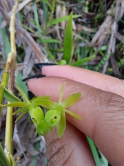 Epidendrum montispichinchense
