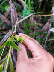 Epidendrum montispichinchense