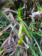 Epidendrum montispichinchense