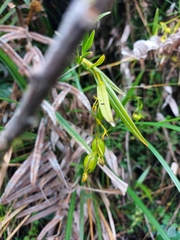 Epidendrum montispichinchense