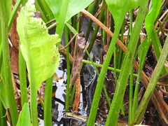 Eleocharis interstincta