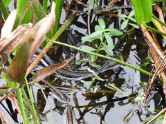 Eleocharis interstincta