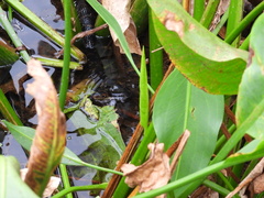 Eleocharis interstincta