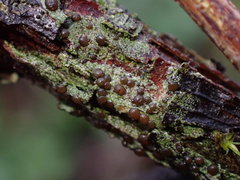 Pilocarpaceae