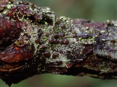 Pilocarpaceae