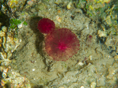 Oceanapia sagittaria