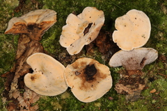 Hydnellum complicatum