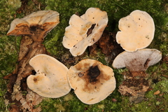 Hydnellum complicatum