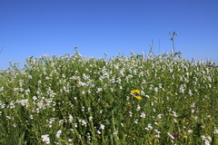 Plagiobothrys stipitatus stipitatus
