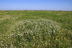 Plagiobothrys stipitatus stipitatus