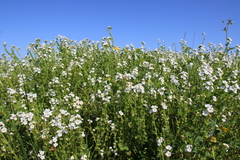 Plagiobothrys stipitatus stipitatus