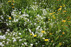 Plagiobothrys stipitatus stipitatus