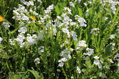 Plagiobothrys stipitatus stipitatus