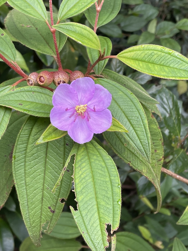 Melastoma malabathricum