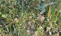 Xanthosia atkinsoniana