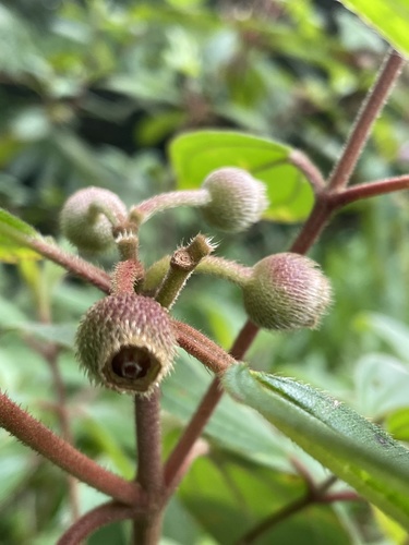 Melastoma malabathricum