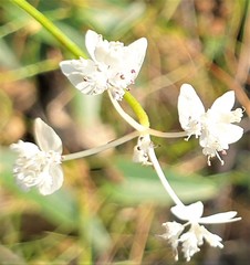 Xanthosia atkinsoniana
