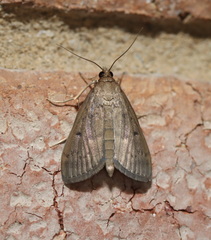 Herpetogramma stultalis