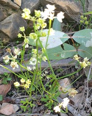 Xanthosia atkinsoniana