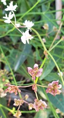 Xanthosia atkinsoniana
