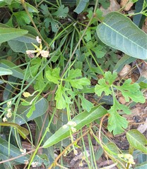 Xanthosia atkinsoniana