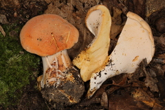 Hydnum subolympicum