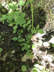 Valeriana sitchensis