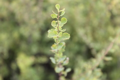 Spiraea aquilegifolia
