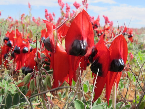 Sturt's Desert Pea