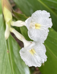 Alpinia arctiflora