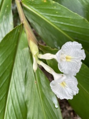 Alpinia arctiflora