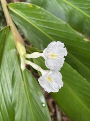 Alpinia arctiflora