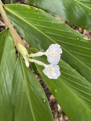 Alpinia arctiflora