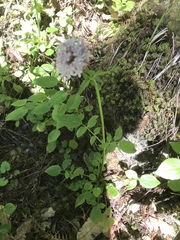 Valeriana sitchensis