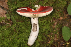 Russula rubescens