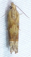 Eucosma mormonensis