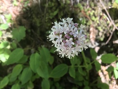Valeriana sitchensis