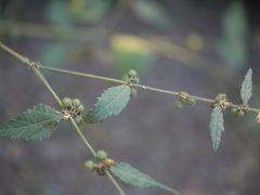 Triumfetta pentandra