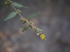 Triumfetta pentandra